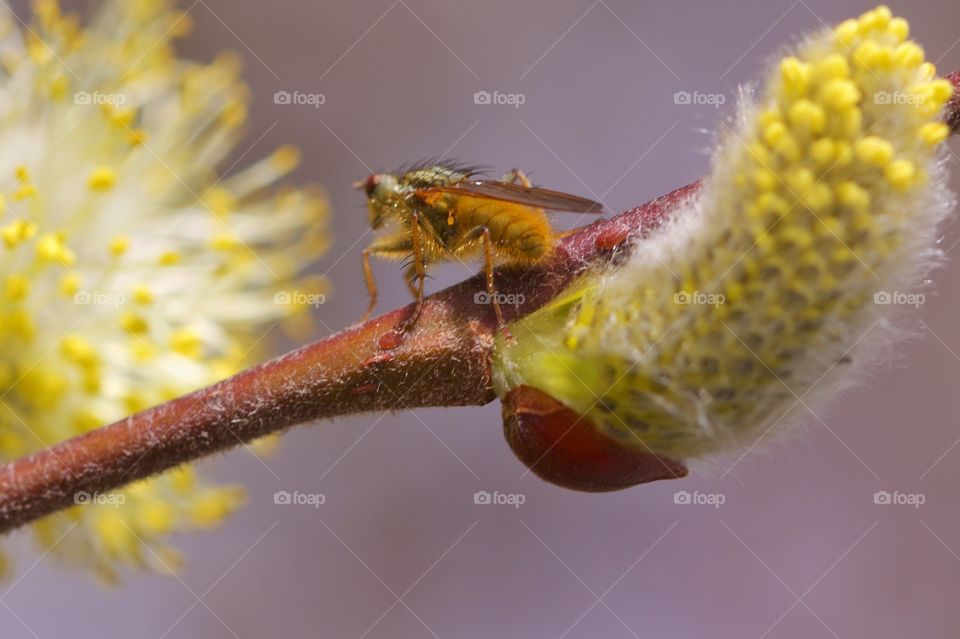 Close-up of insect on plant