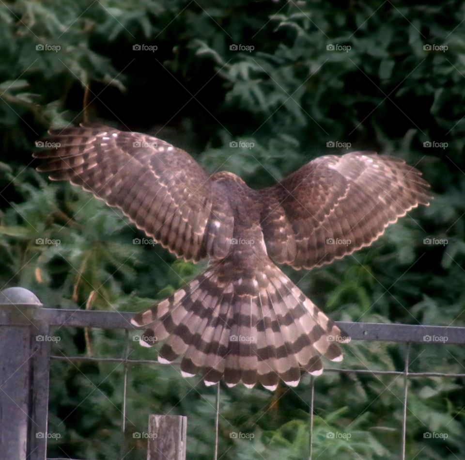 Hawk Landing on Fence