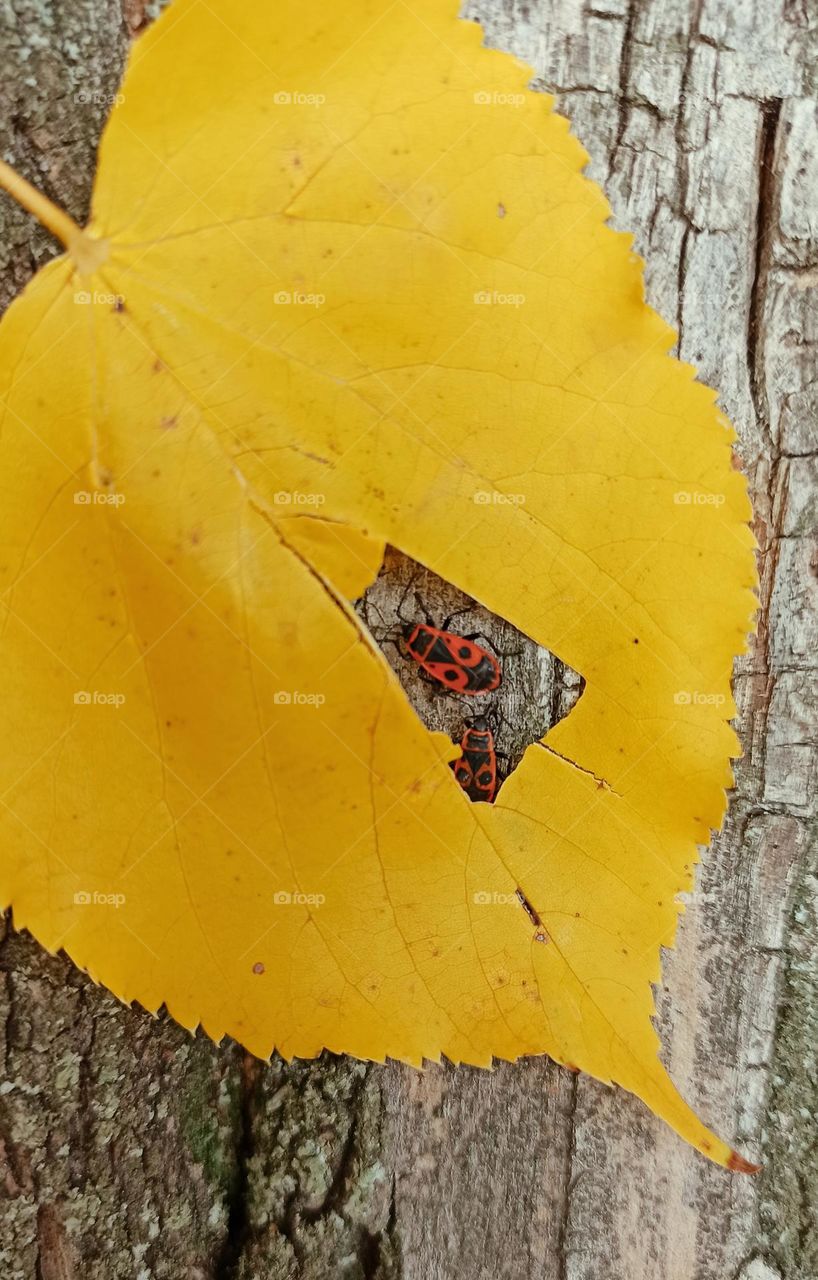 yellow leaf on the tree and insects