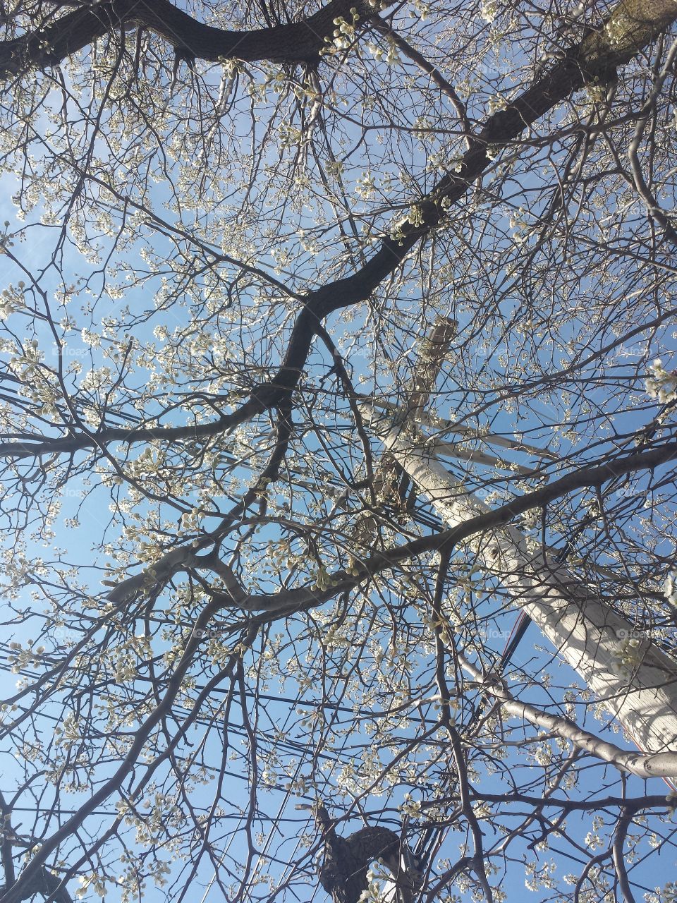 Spring Blooms vs Power Lines