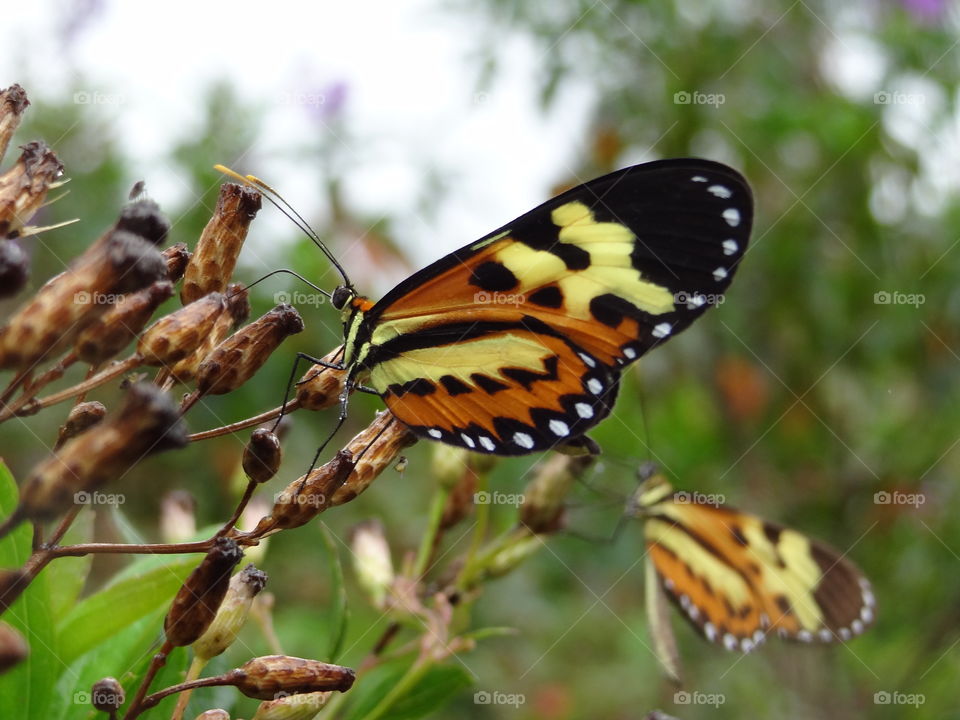 Butterfly 