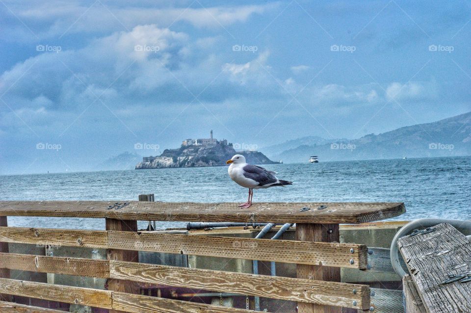 Seagull hanging out at Alcatraz
