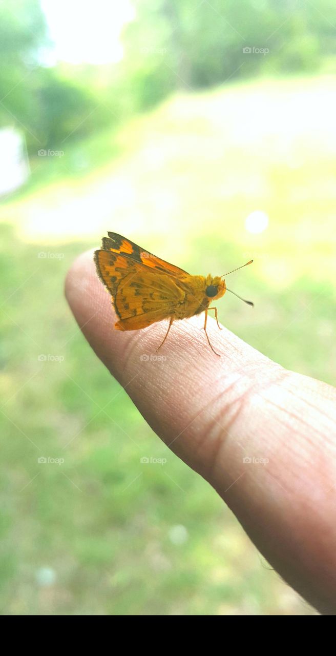 @butterfly