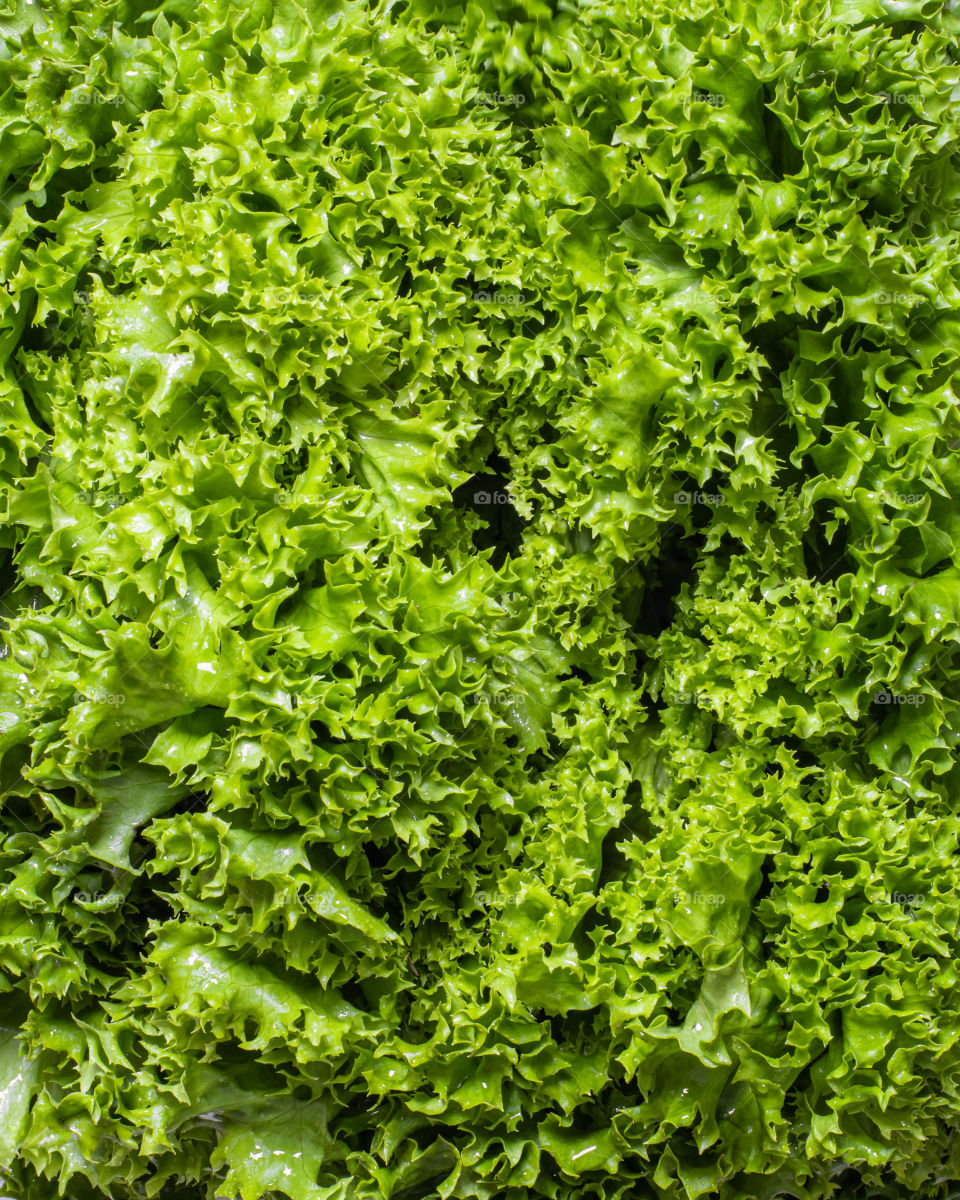 Salad leaves texture 