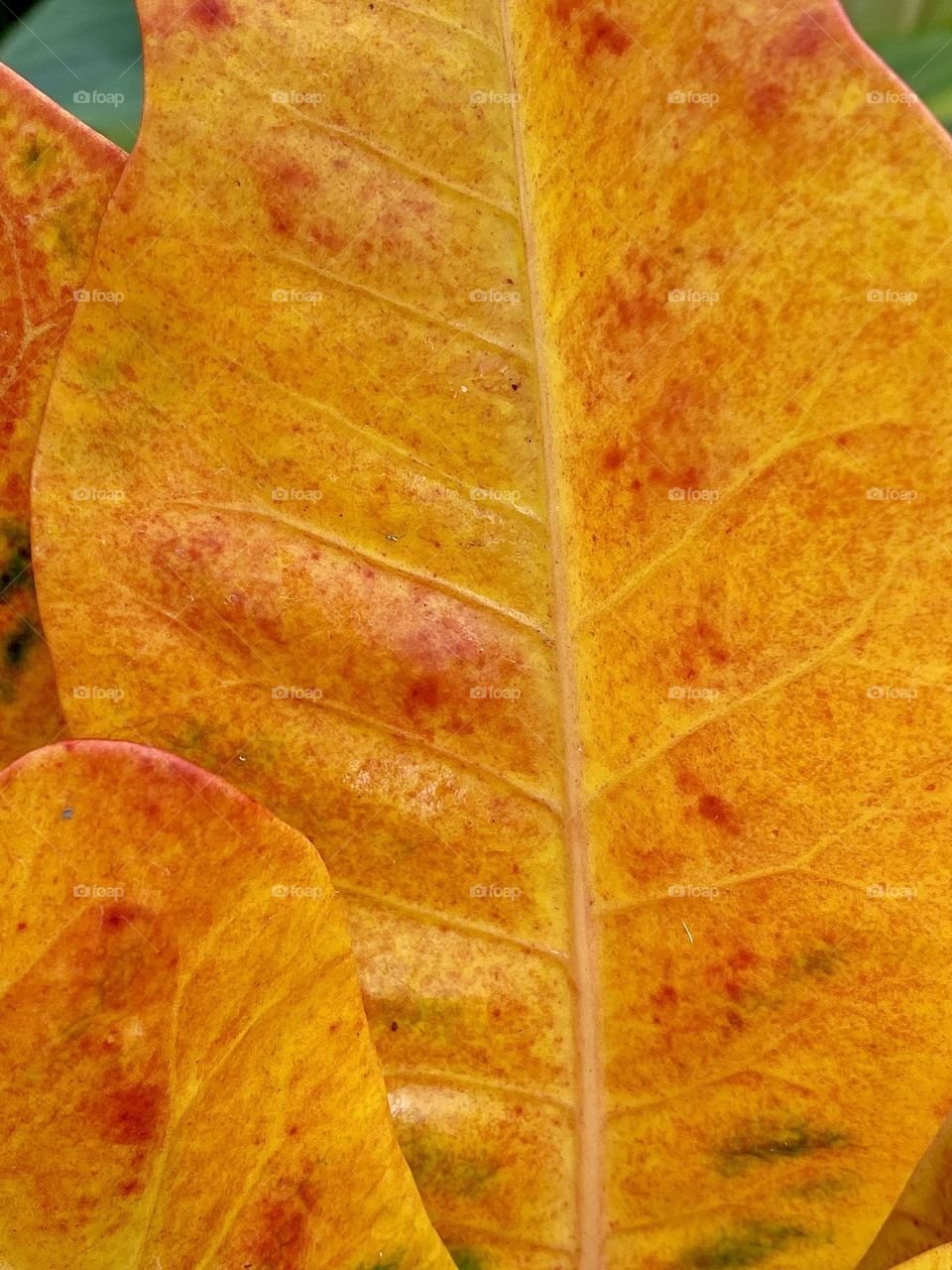Bright orange leaves
