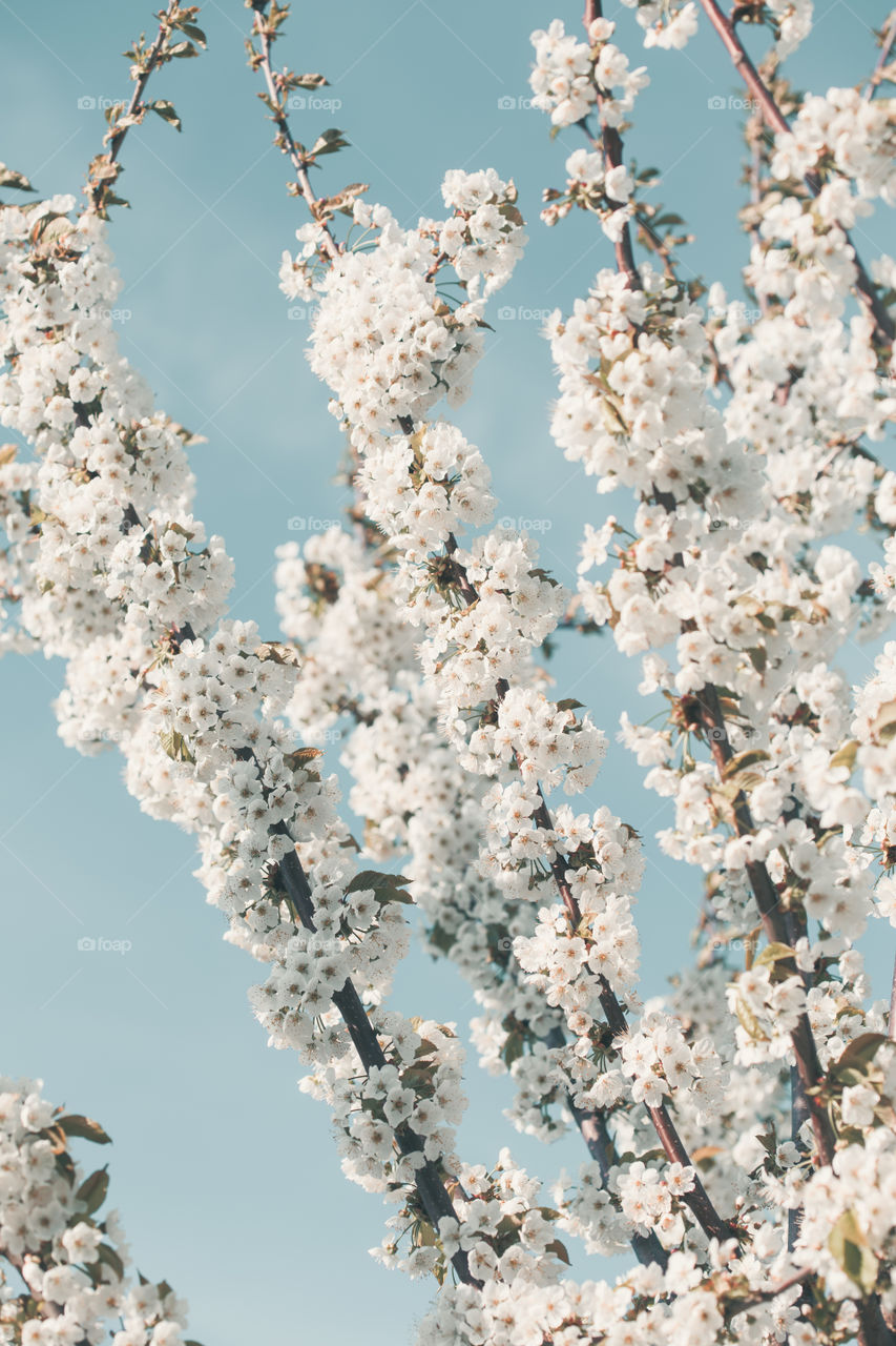 Close up of branches with white cherry blossoms in orchard in spring. Spring flowers. Spring background
