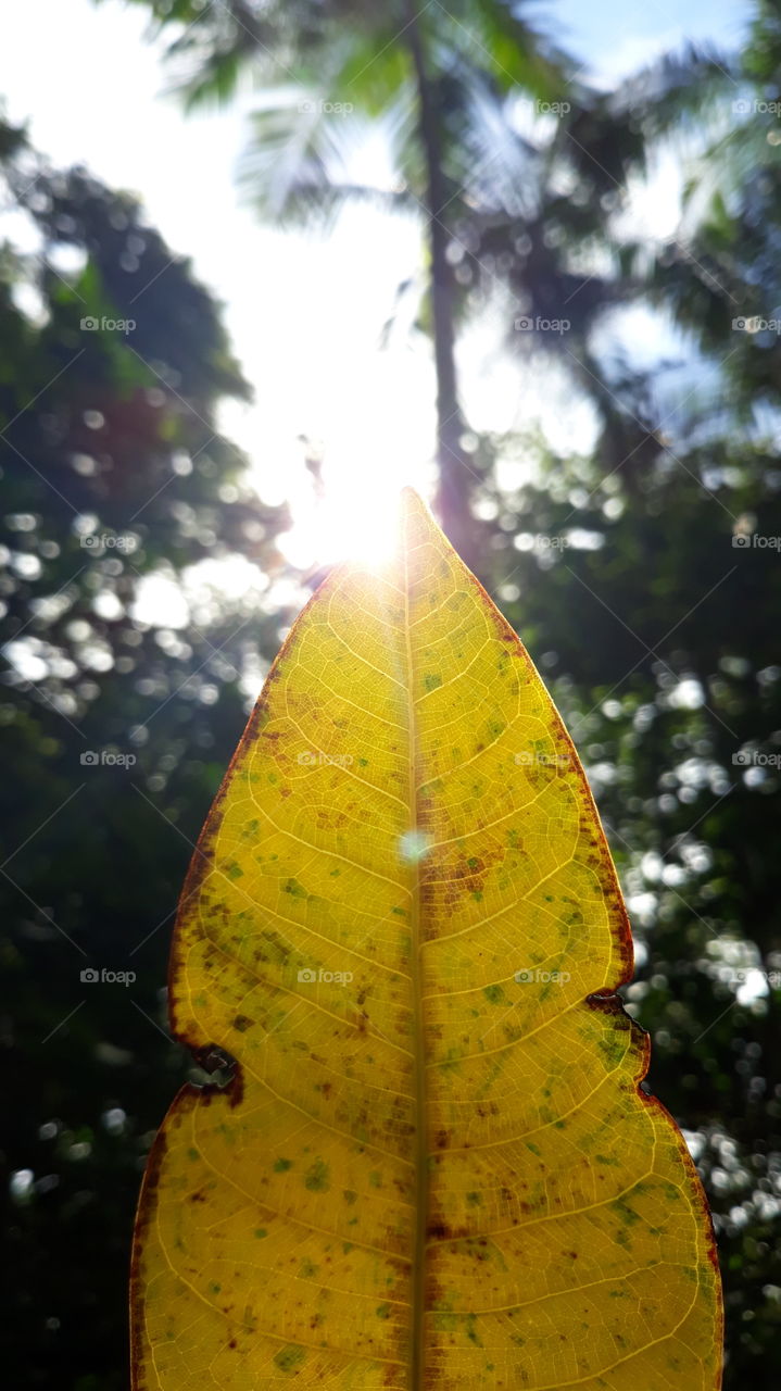 Leaf and sun