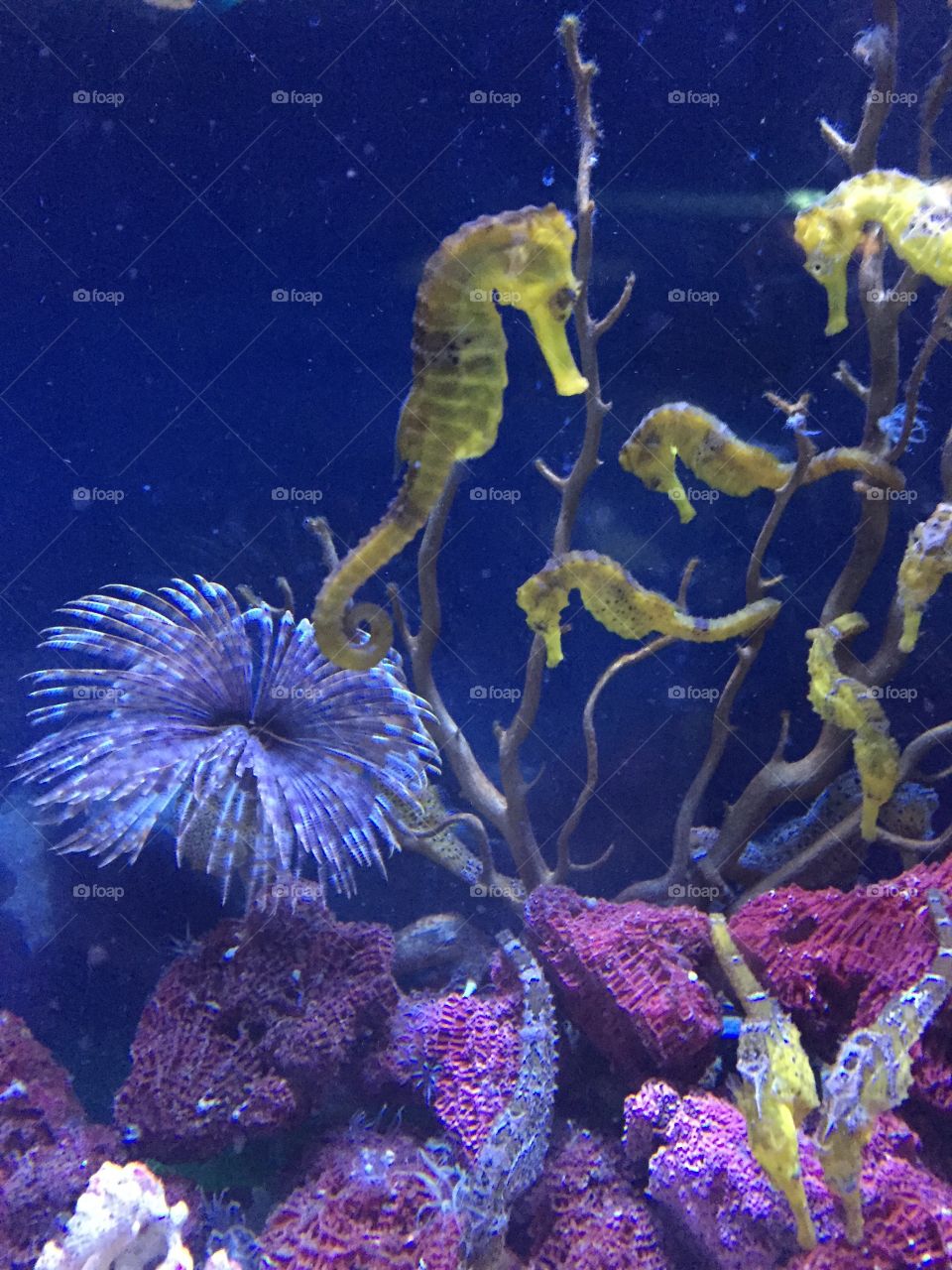 Cavalluccio Barcellona