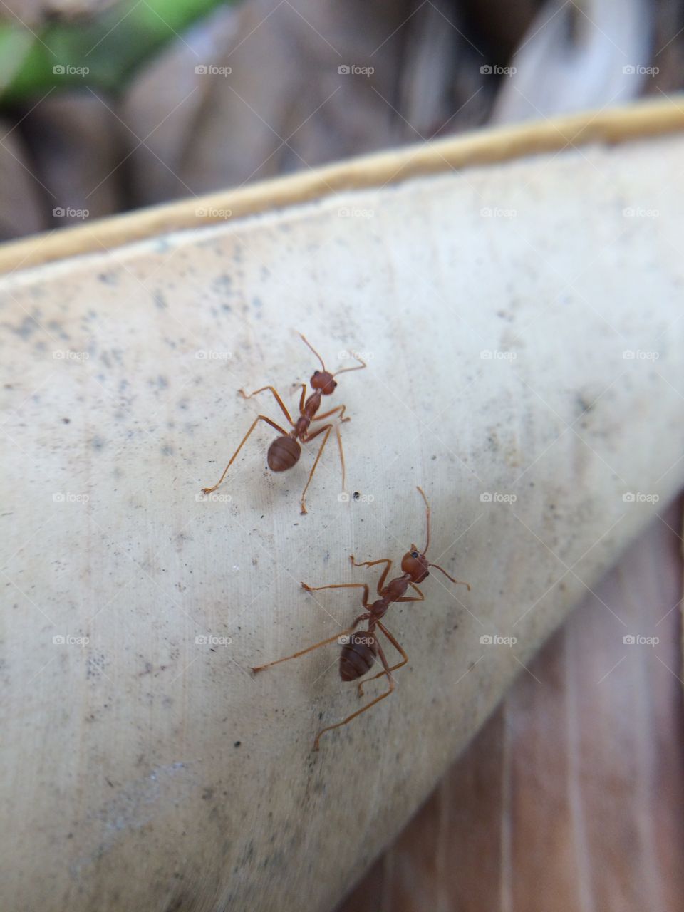 Ants on dried leaves.