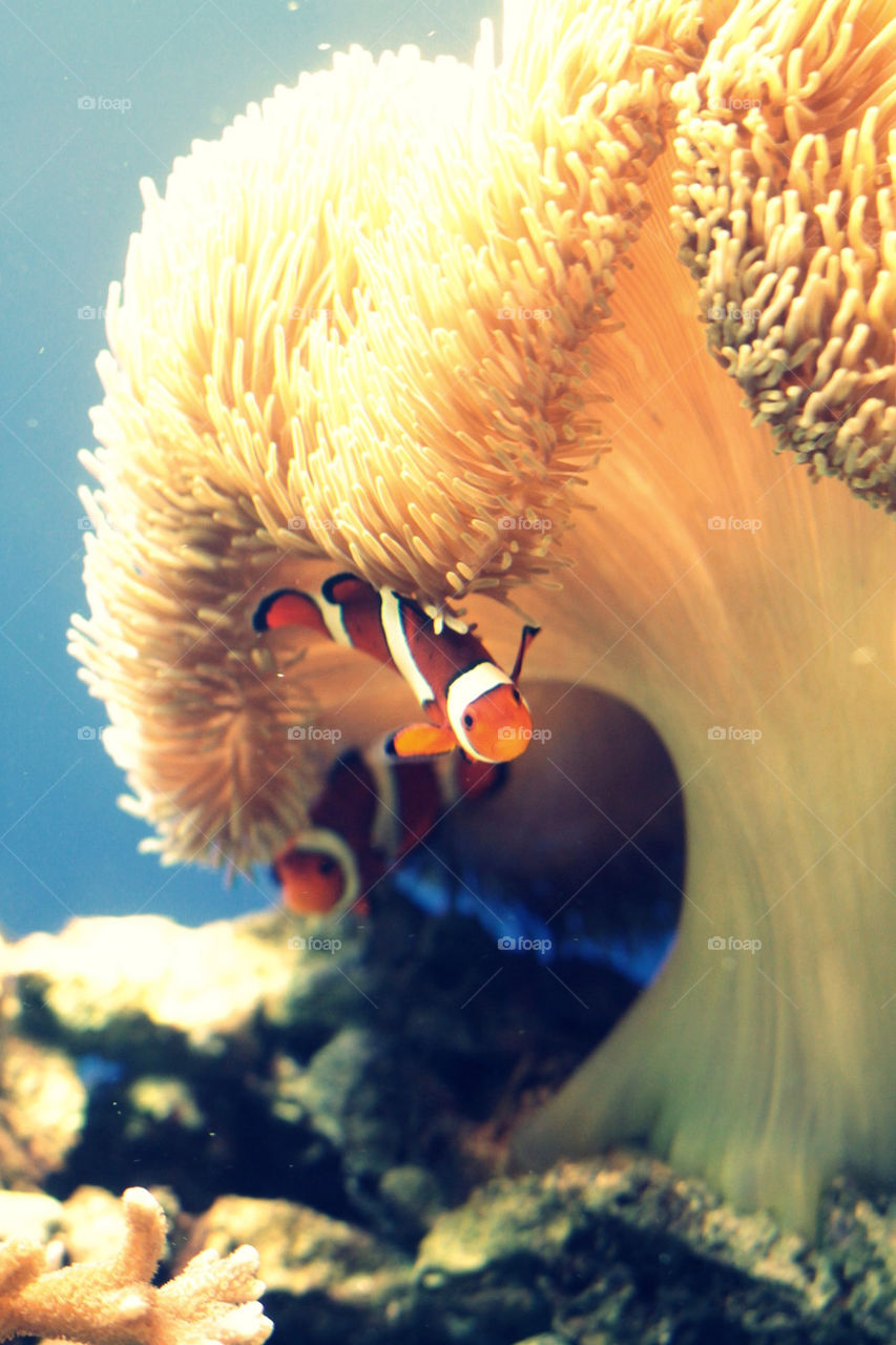 ocean fish nemo anemone by lmtrent