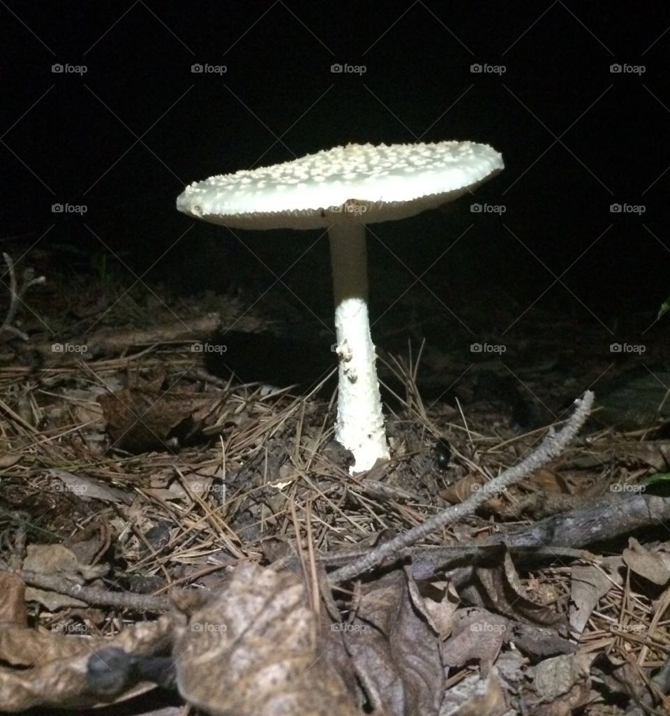 Marvelous mushroom 