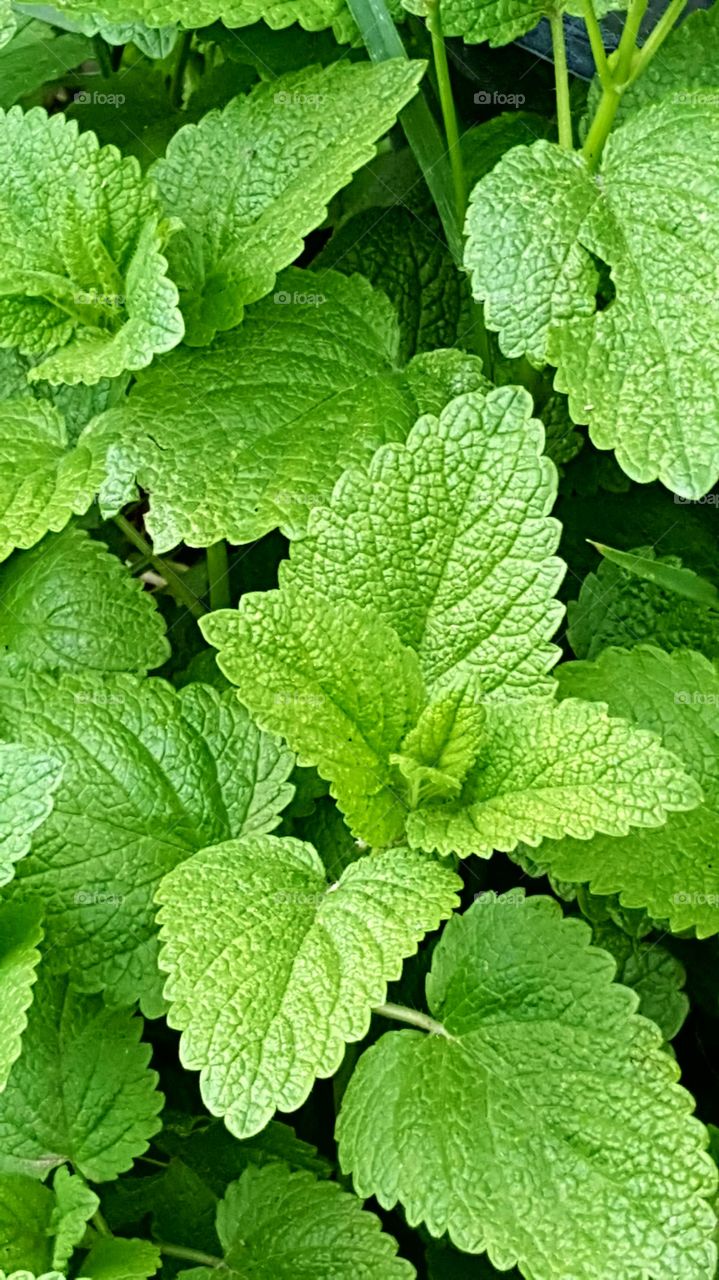 Mint leaves