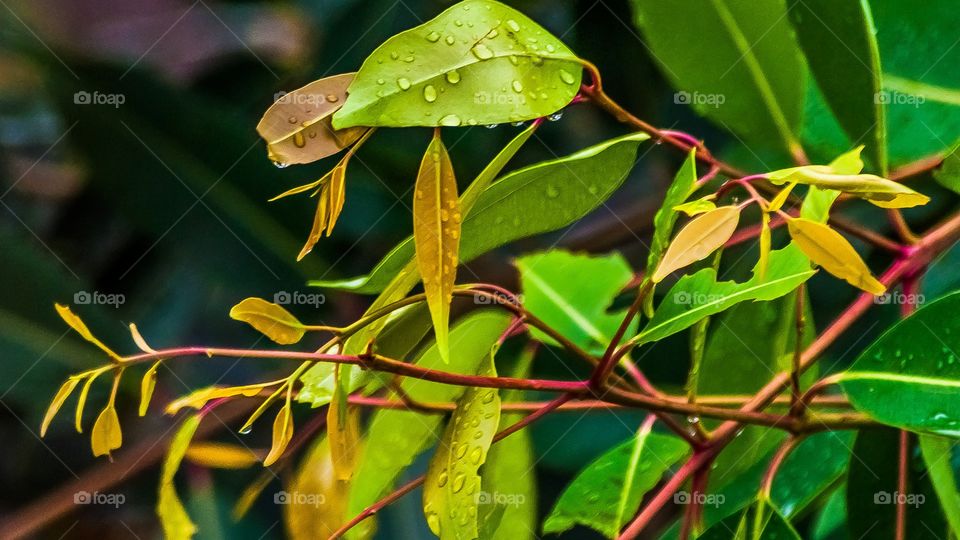 leaves and rain drops 