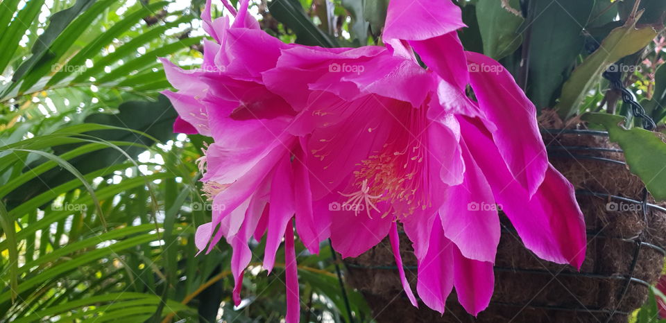 Lobster Claw Flowers