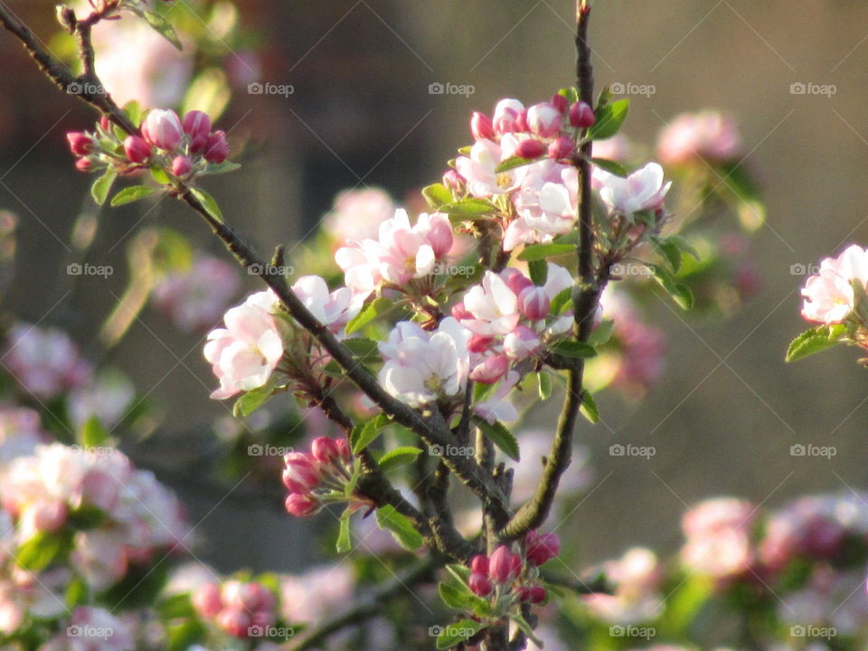 Apple blossom