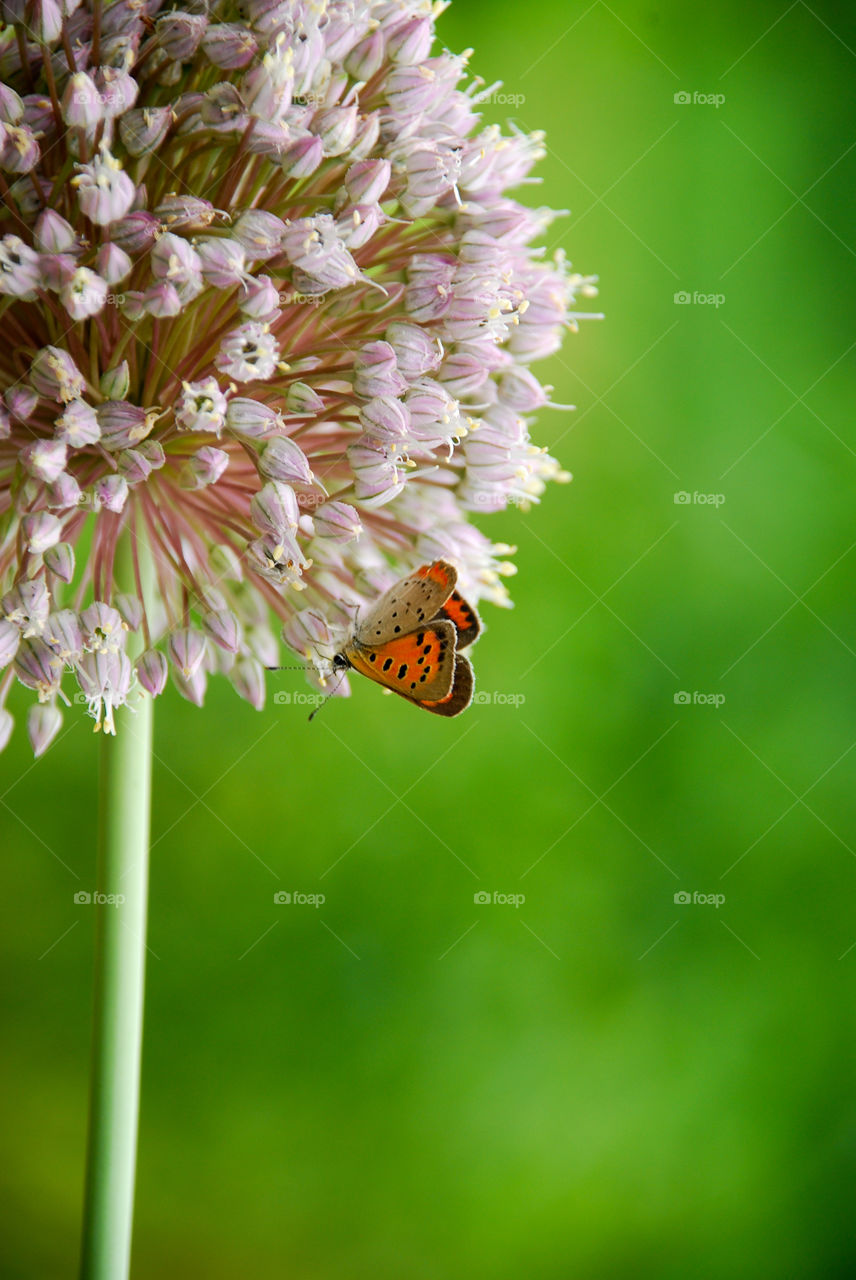 Orange and Brown Butterfly Hanging Upside-down on Allium Bloom 