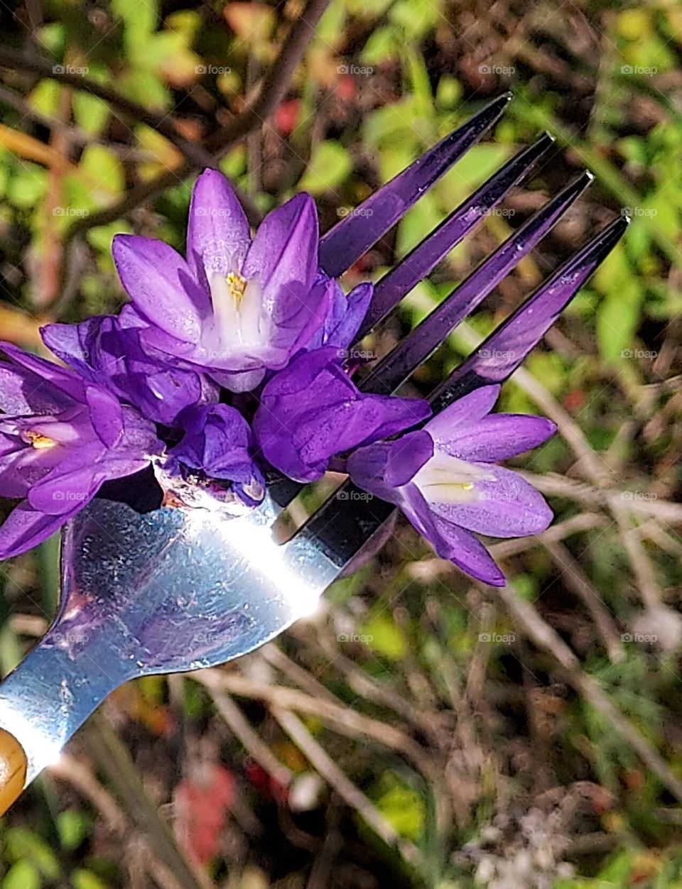 nature fork, spring time wildflower fork