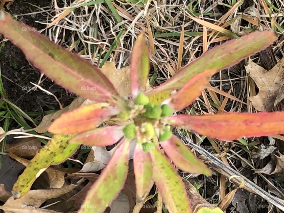 Pretty fall colors on a weed