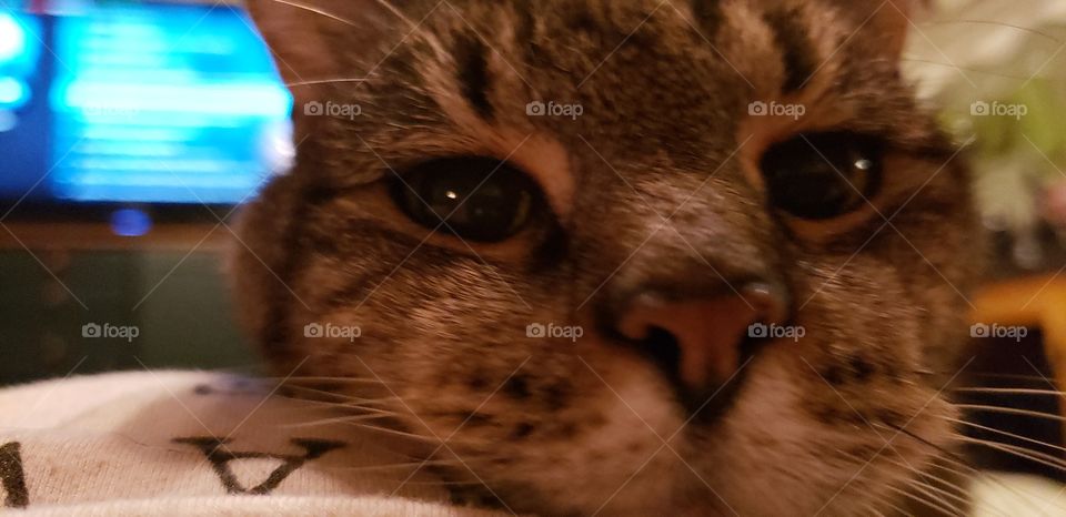 Silver Tabby Begging For Attention