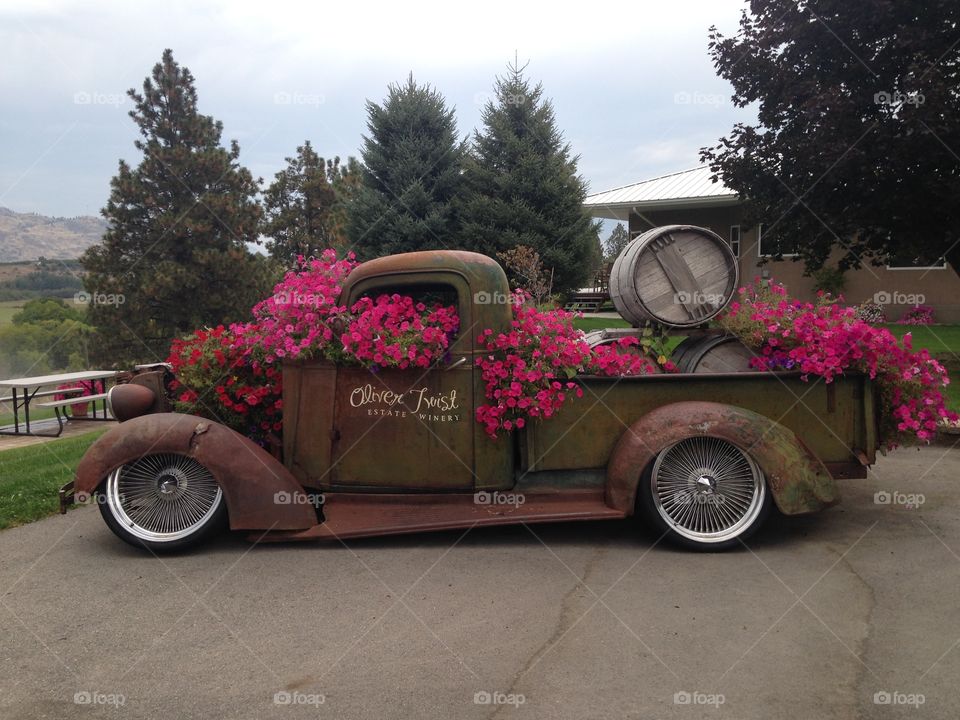 Flowers and old cars at Oliver Twist vineyard 