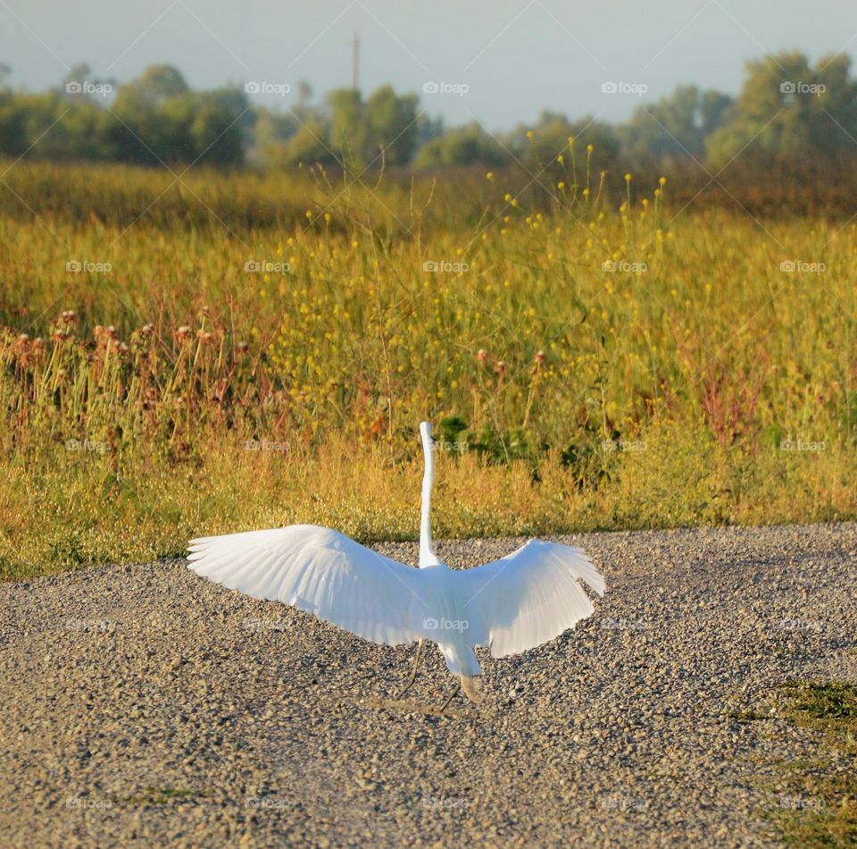 wildlife, white crane with wings spread out