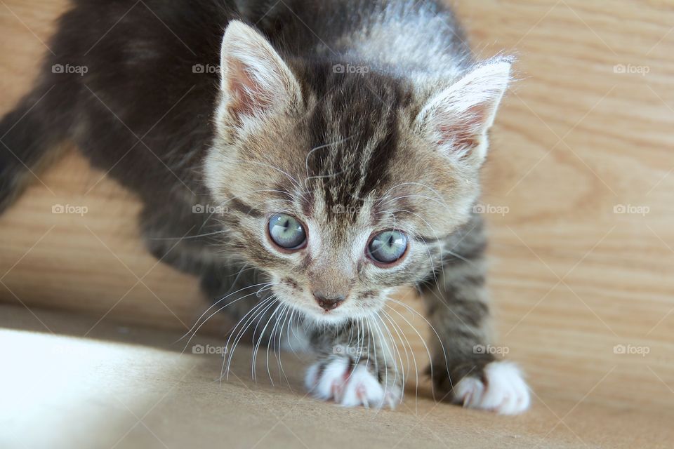 kitten with big blue eyes