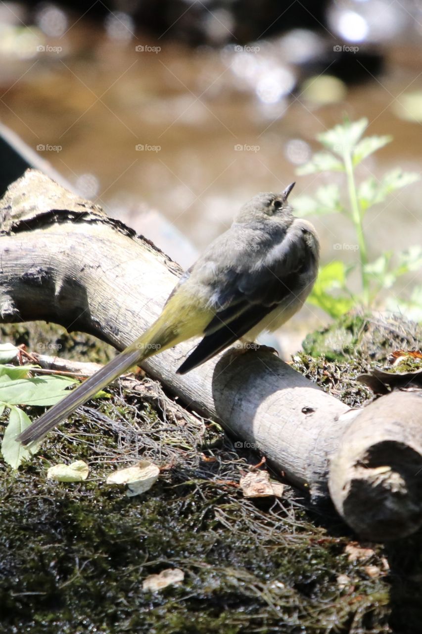 mountain wagtail