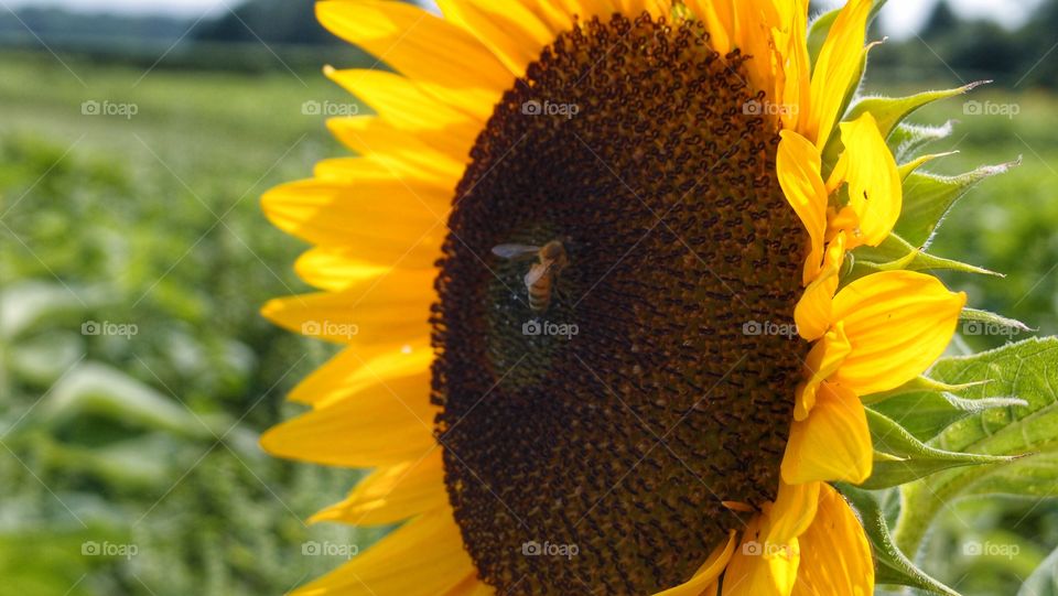 A bee in a sunflower
