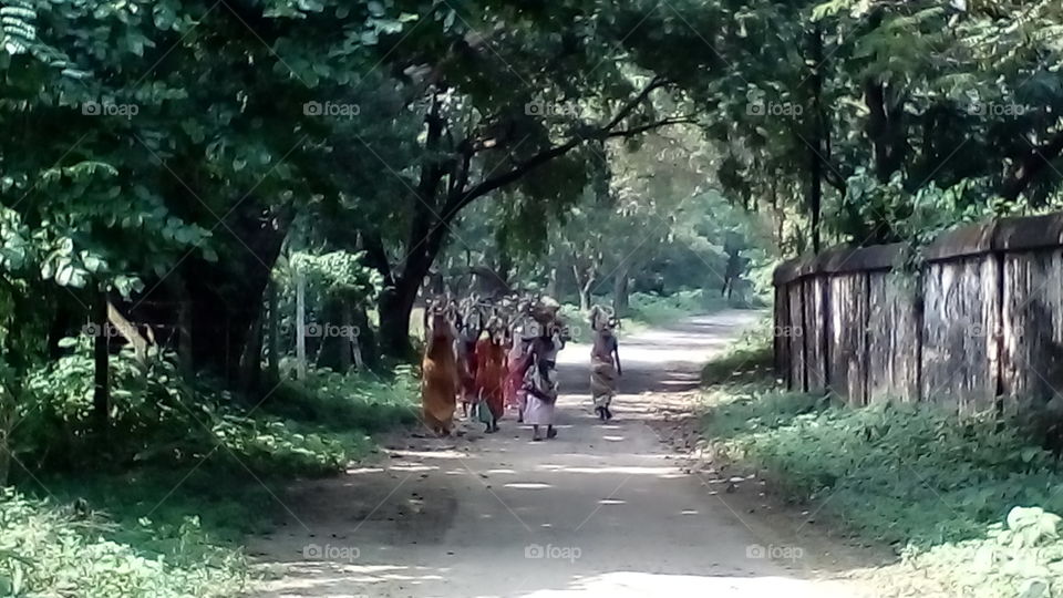 Light and shade of village life.women carrying firewood for cooking fire.