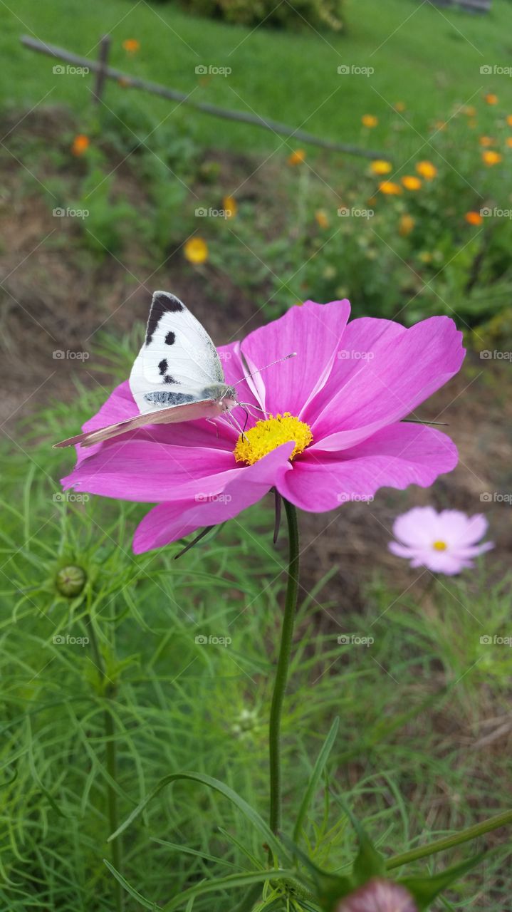 Black and white butterfly on a pink flower