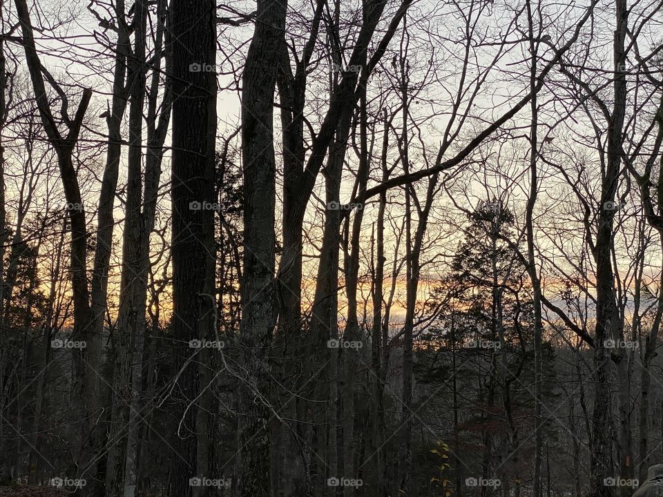 Exploring Kentucky woods on a winter evening 