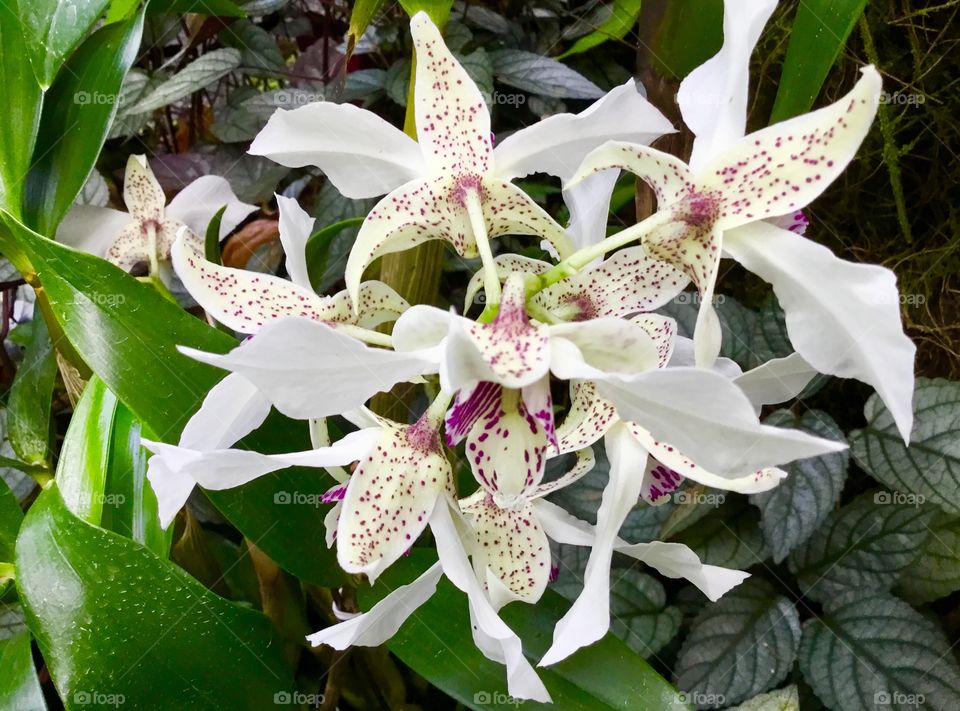 Orchids at Hawaii Tropical Botanical Garden