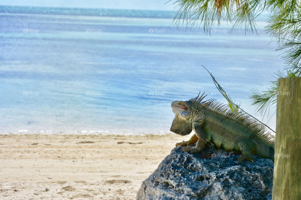 Island Lizard