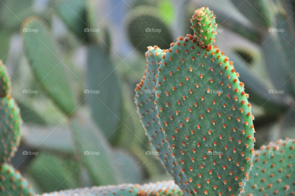 Cactus, No Person, Nature, Sharp, Exotic