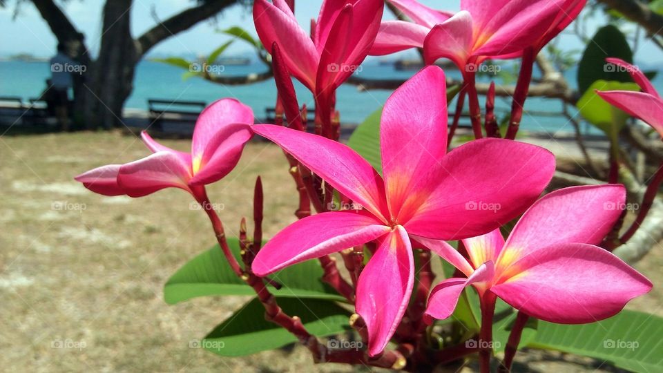 "Pink Plumeria" How sweet you are. Love this.