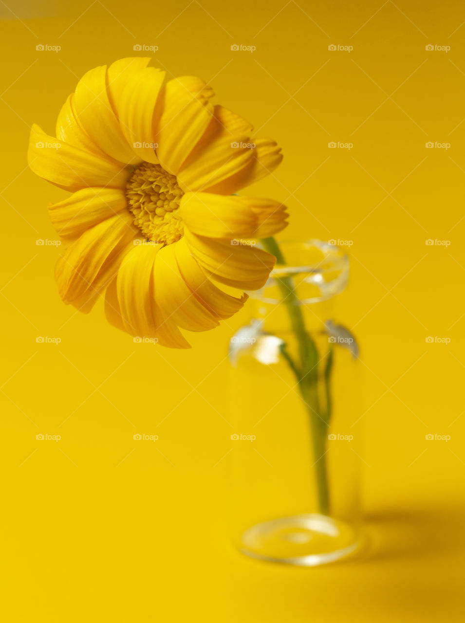 Close up shot of calendula flower in small jar on yellow background.  An yellow concept