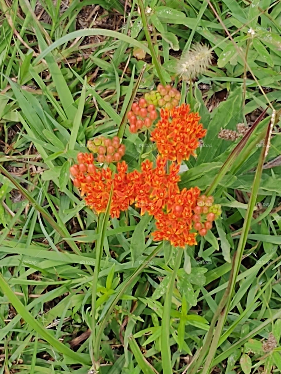 orange wildflower