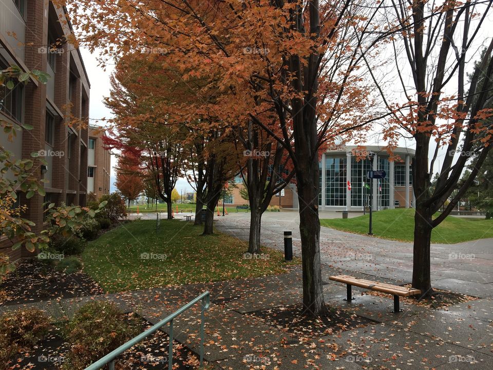 Beautiful autumn colours 