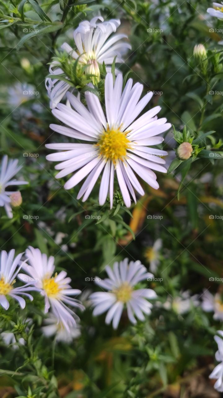 Flowers with green leaves and a slightly blurred background in the background