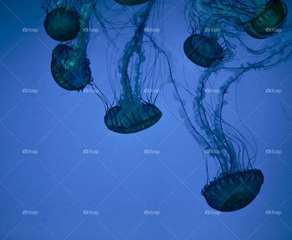 Blue Jelly. Taken at Ripley's Aquarium!