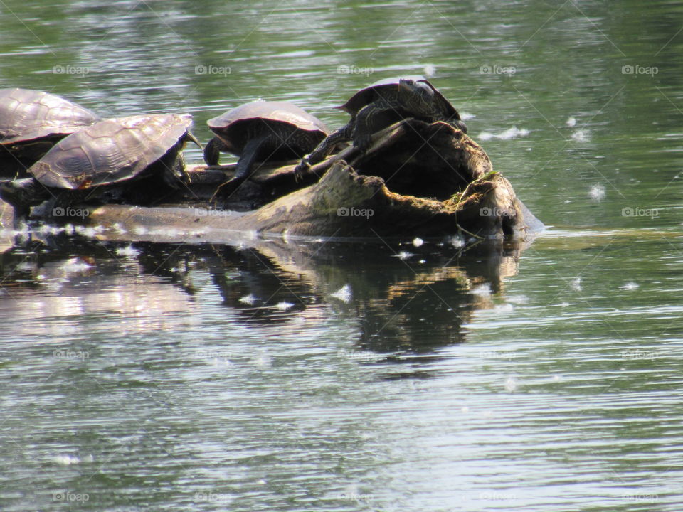 Turtles