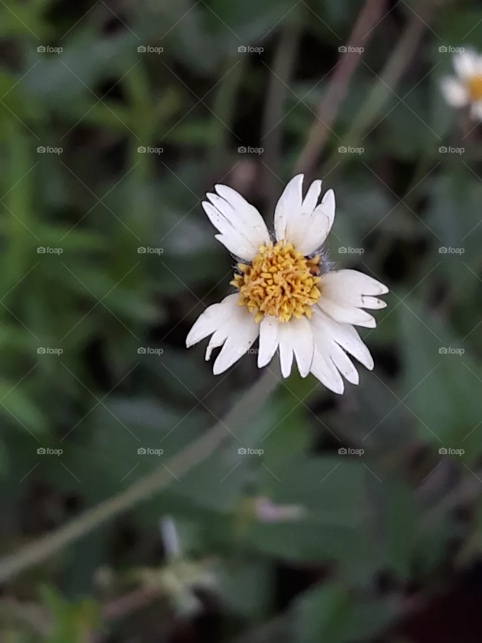 flower