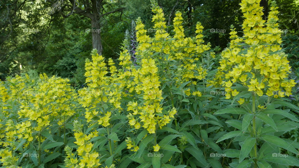 Flowers in a park during summer