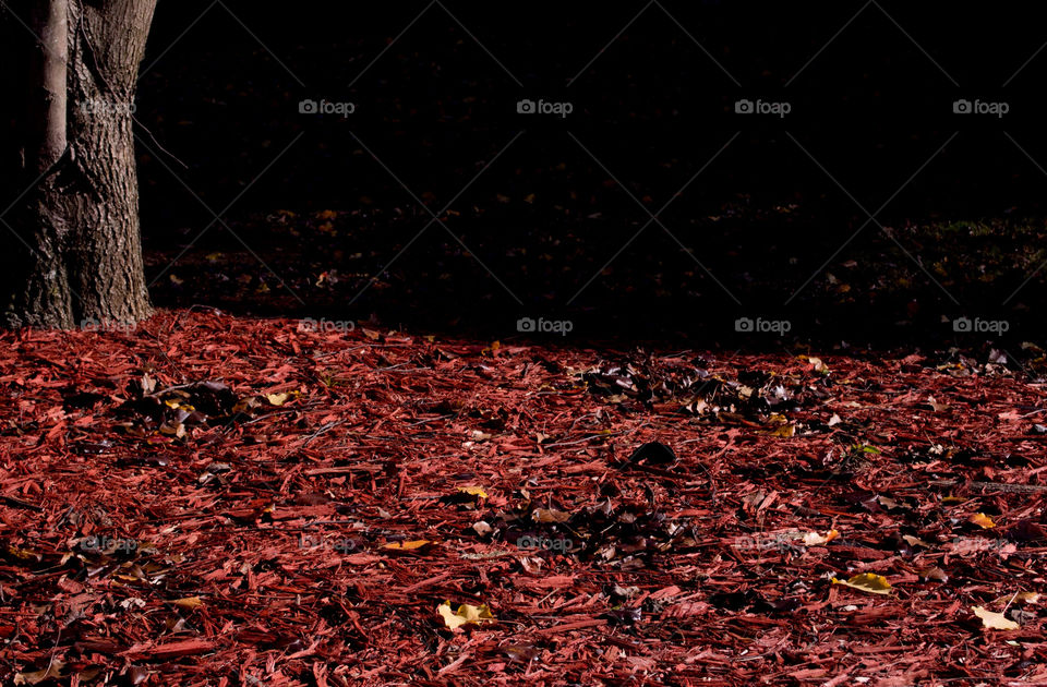 ground red trees leaves by jamalsneptune