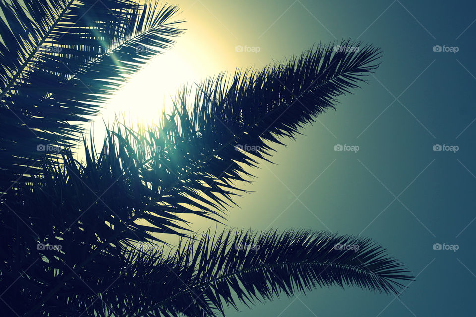 Palms