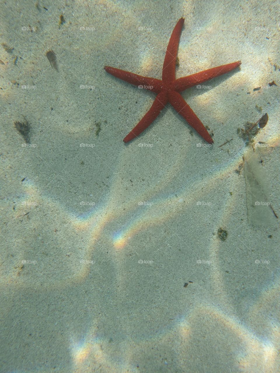 A Starfish in the lower Water