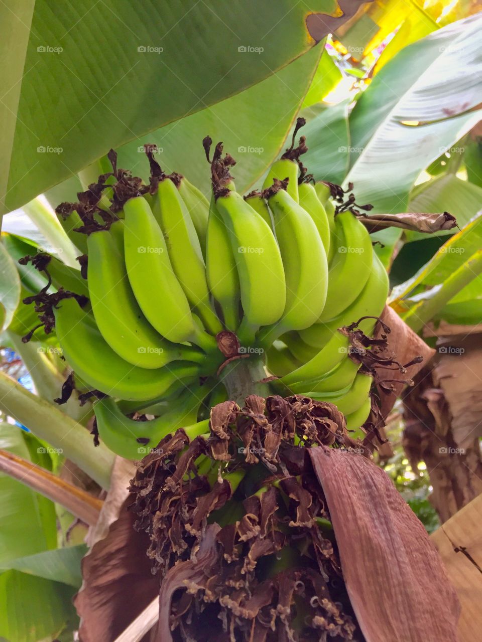 Banana tree