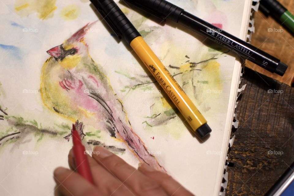 Woman drawing a Female Cardinal on sketchbook Using Faber-Castell PITT fine artist pens with watercolor, smudging, blending colors and sketching techniques 