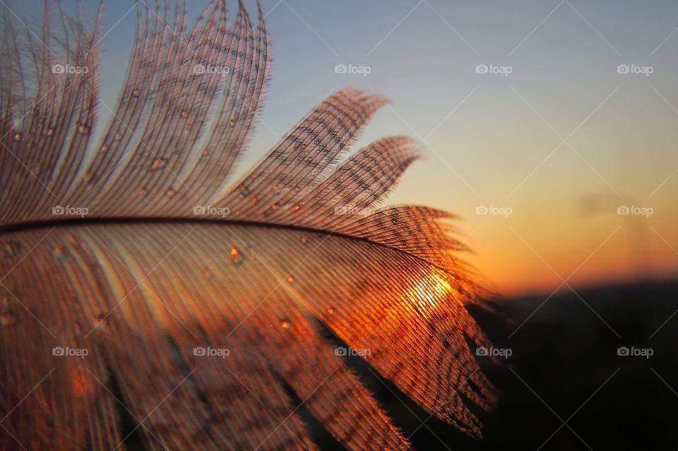 Feather in the sunset. Feather in the sunset 