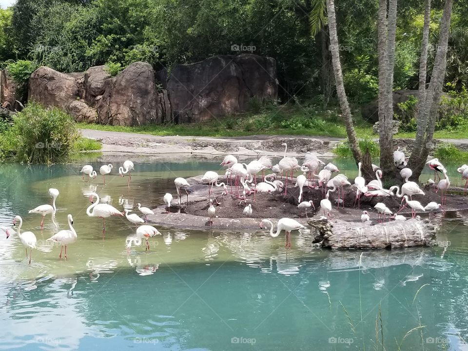A flamboyance of flamingos relax by the water at Animal Kingdom at the Walt Disney World Resort in Orlando, Florida.